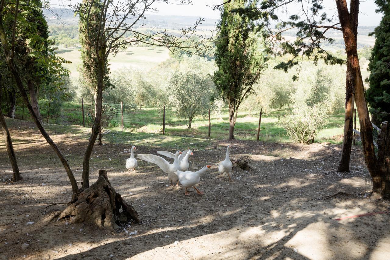 Fattoria Sant'Andrea - Farm Stay San Gimignano Exterior foto